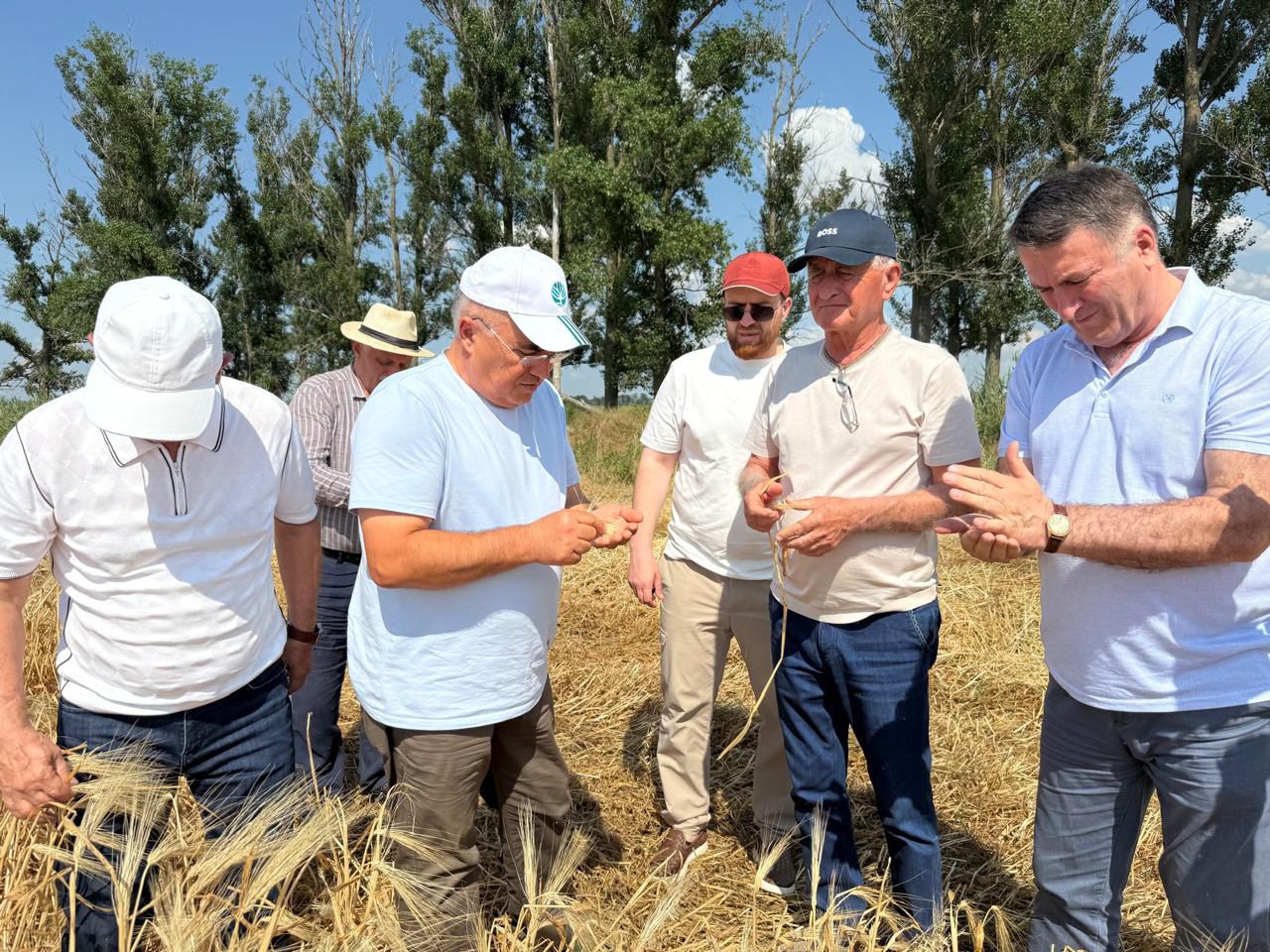 В Дагестане началась уборка озимых зерновых