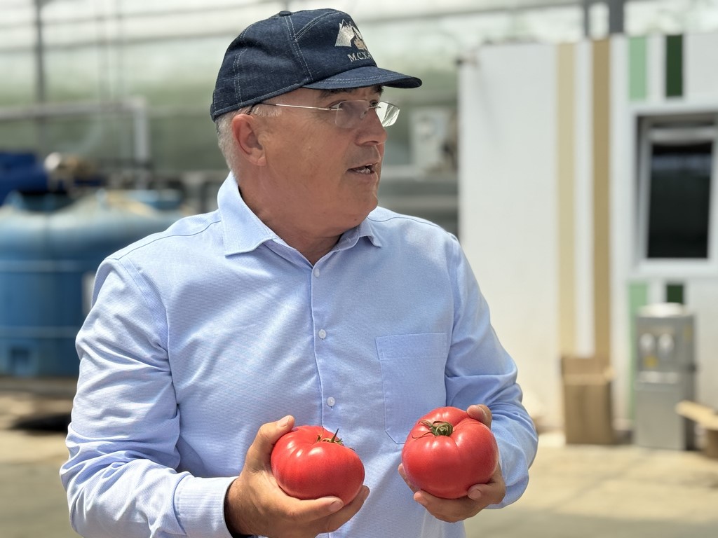 Дагестан занимает четвертое место в стране по выращиванию тепличных томатов