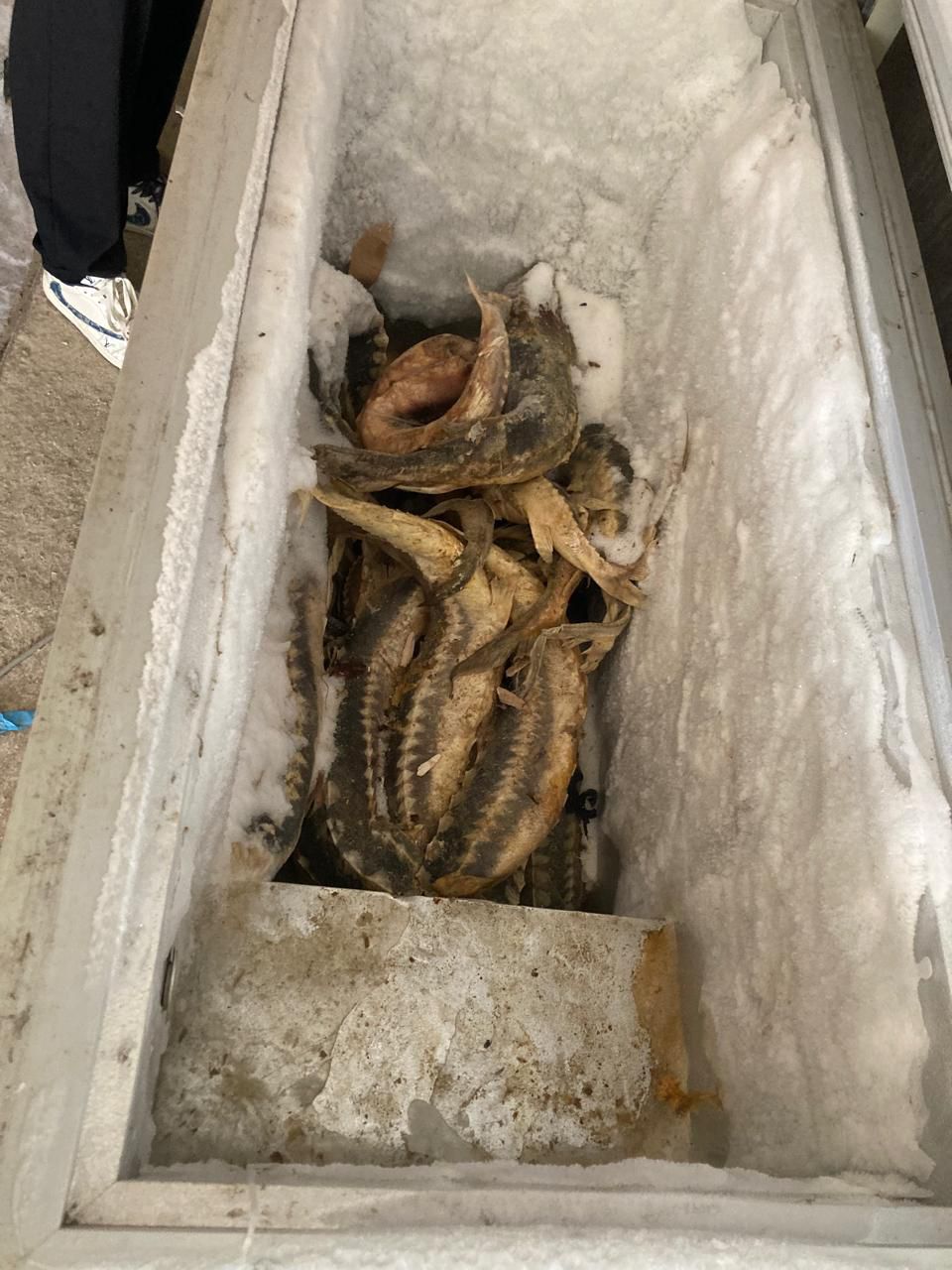 Жителя Дагестана обвиняют в незаконном вылове краснокнижных видов рыб