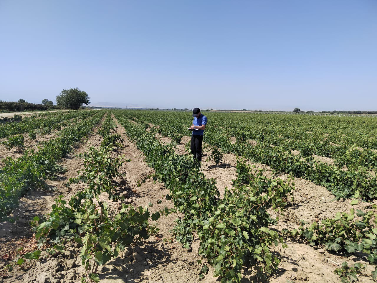 Россельхозцентр Дагестана подтвердил высокое качество саженцев винограда в трех районах республики