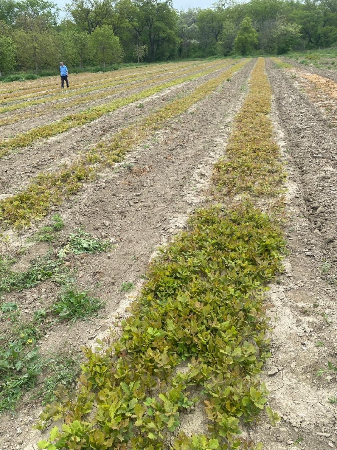 В Дагестане восстановят более 400 га лесных массивов