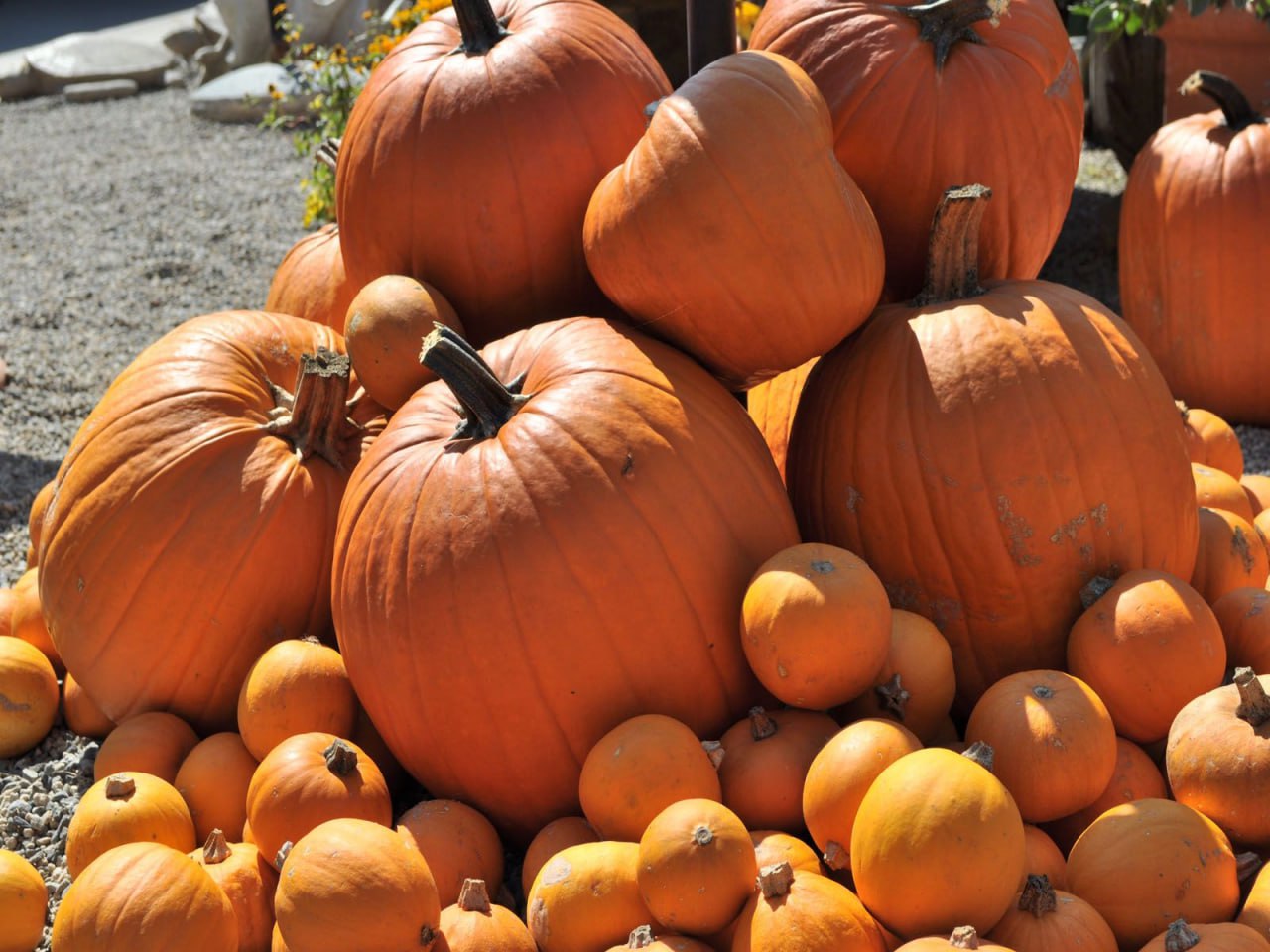 В Дагестане аграрии начали собирать осенний урожай тыквы