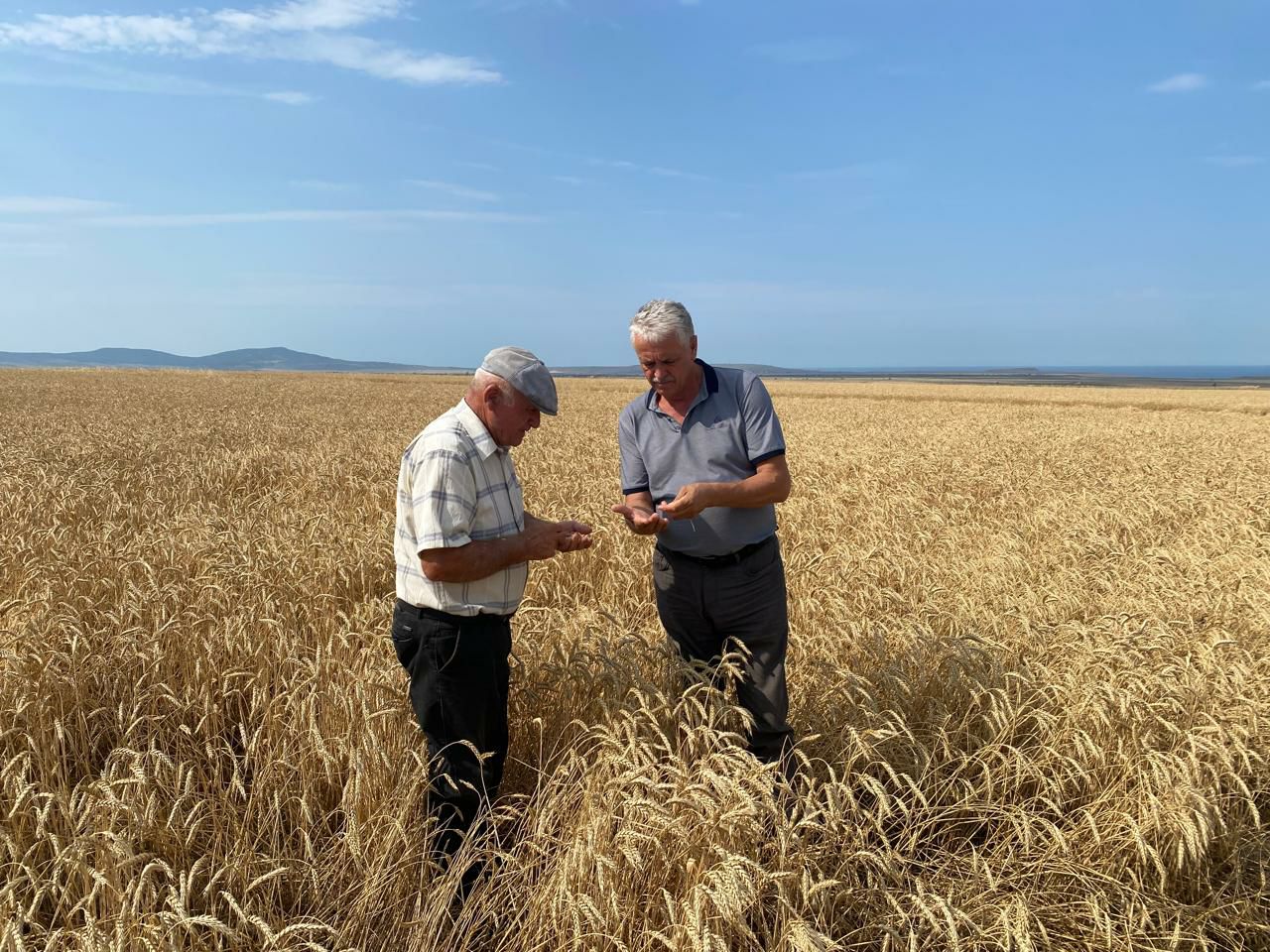В Каякентском районе приступили к уборке озимых зерновых
