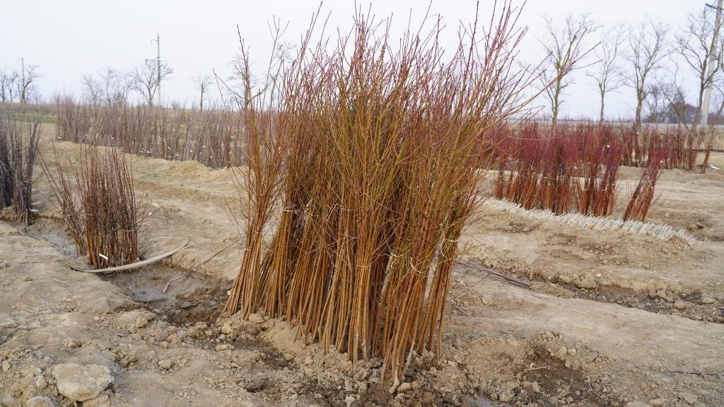 Дагестанское хозяйство поставило первую партию саженцев черешни в Узбекистан