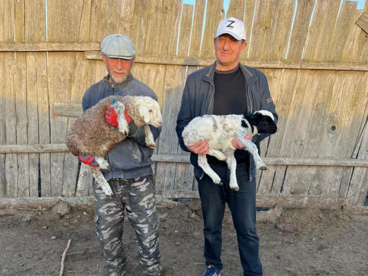 На землях отгонного животноводства в Дагестане получено более 875 тысяч ягнят