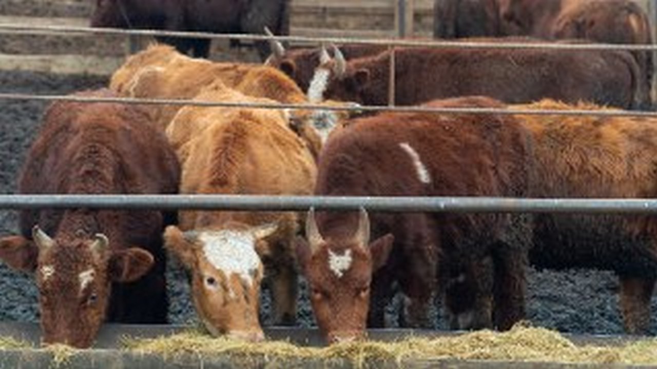 Дагестан в 2023 году увеличил производство мяса, молока и яиц