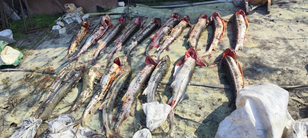 Рыбу на 17,7 млн рублей изъяли пограничники в Дагестане