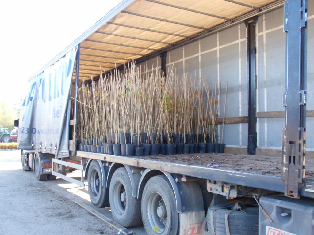 Россельхознадзор Дагестана проконтролировал 35 тысяч саженцев винограда для Крыма