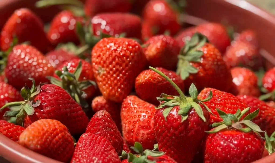 В Дагестане ожидается рекордный урожай клубники