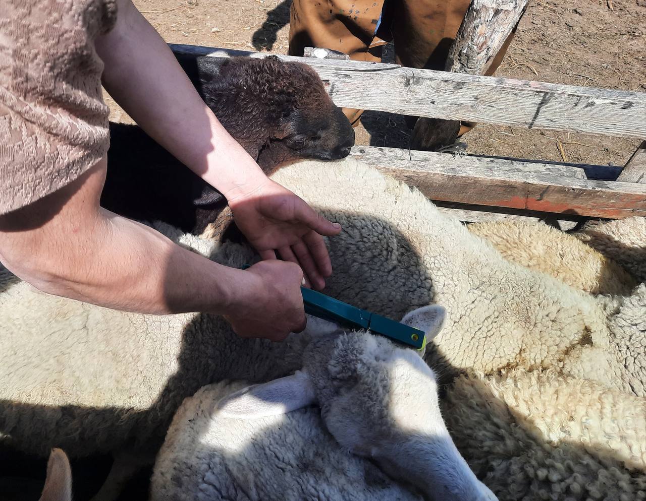 В Казбековском районе продолжается обязательная идентификация сельскохозяйственных животных