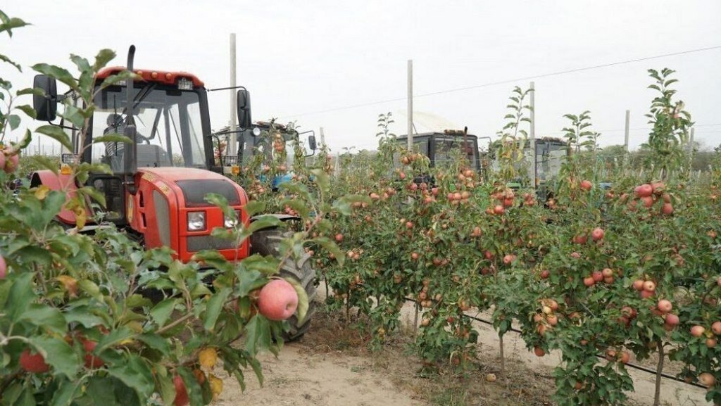 Дагестан выделит 5 млрд рублей на развитие агропромышленного комплекса