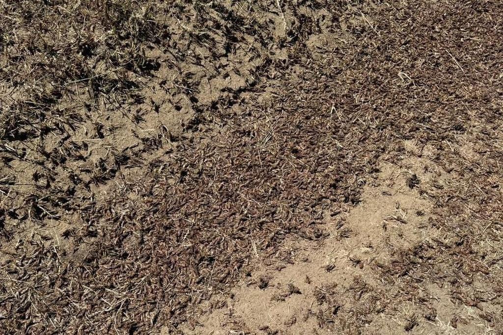 Почти 20 тысяч га земель в Дагестане заселены саранчой