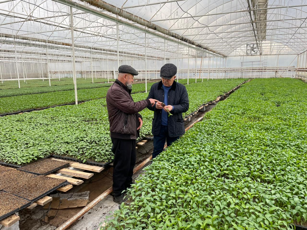 Большие возможности овощеводства в Дагестане