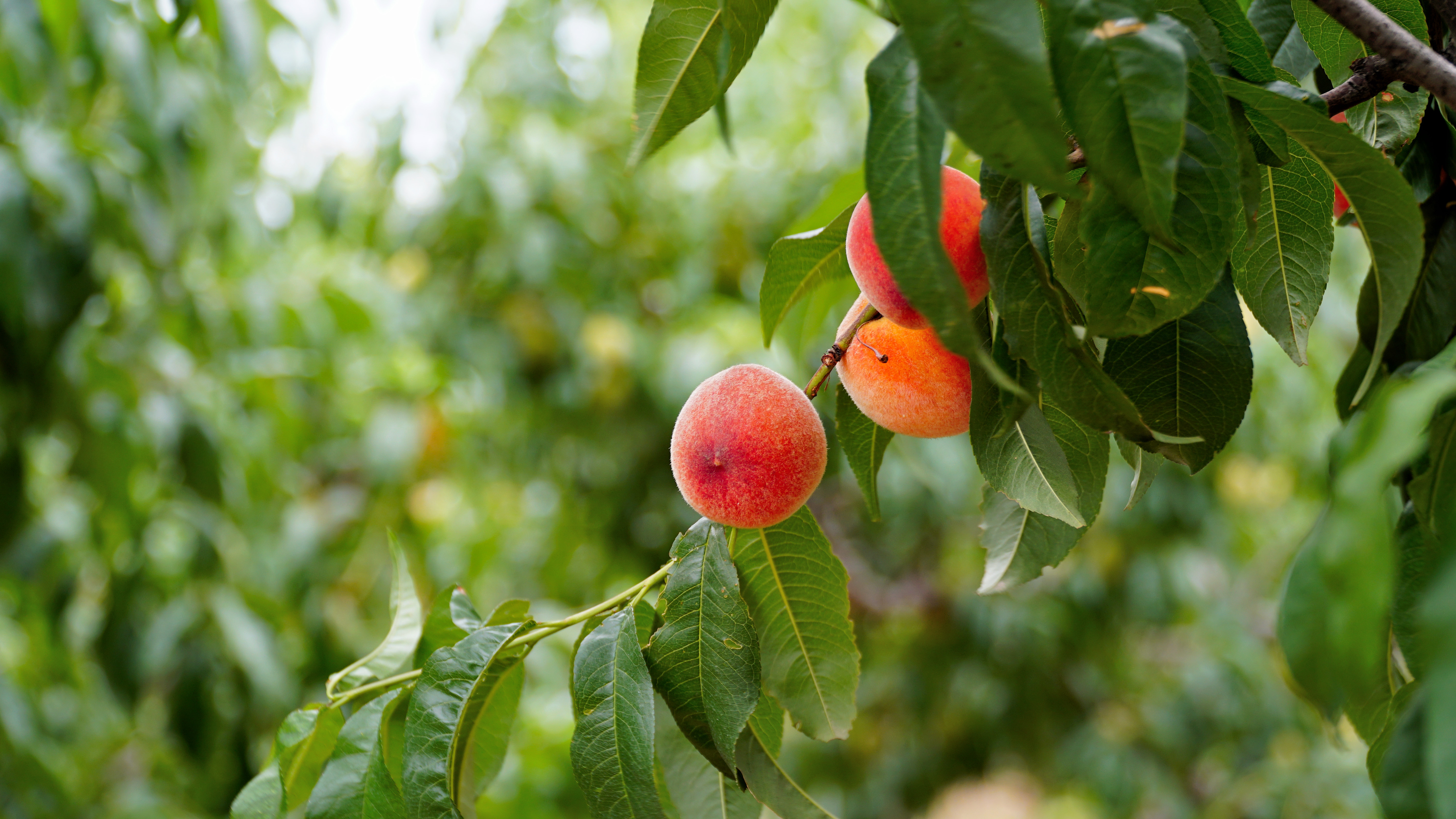 Рекордный урожай плодовых ожидается на юге Дагестана в 2024 году