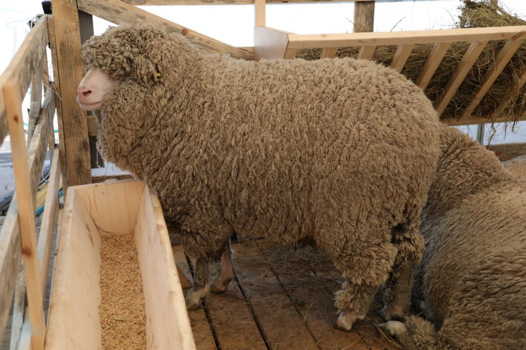 Ставропольский край намерен закупать дагестанскую шерсть