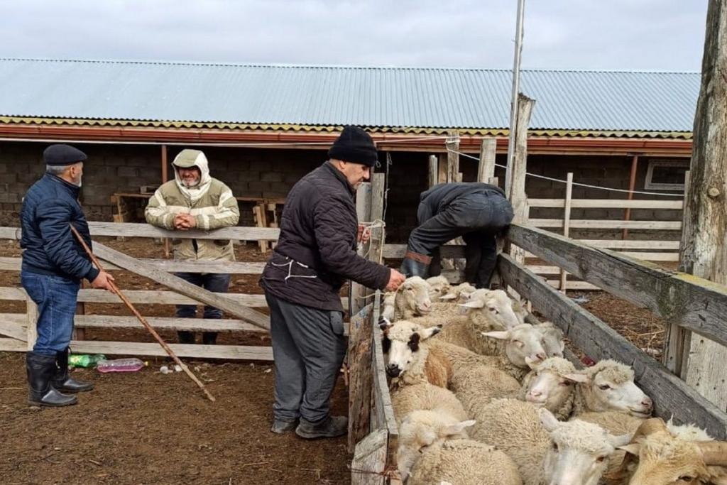 В Дагестане проверяют состояние поголовья скота после перегона на зимние пастбища