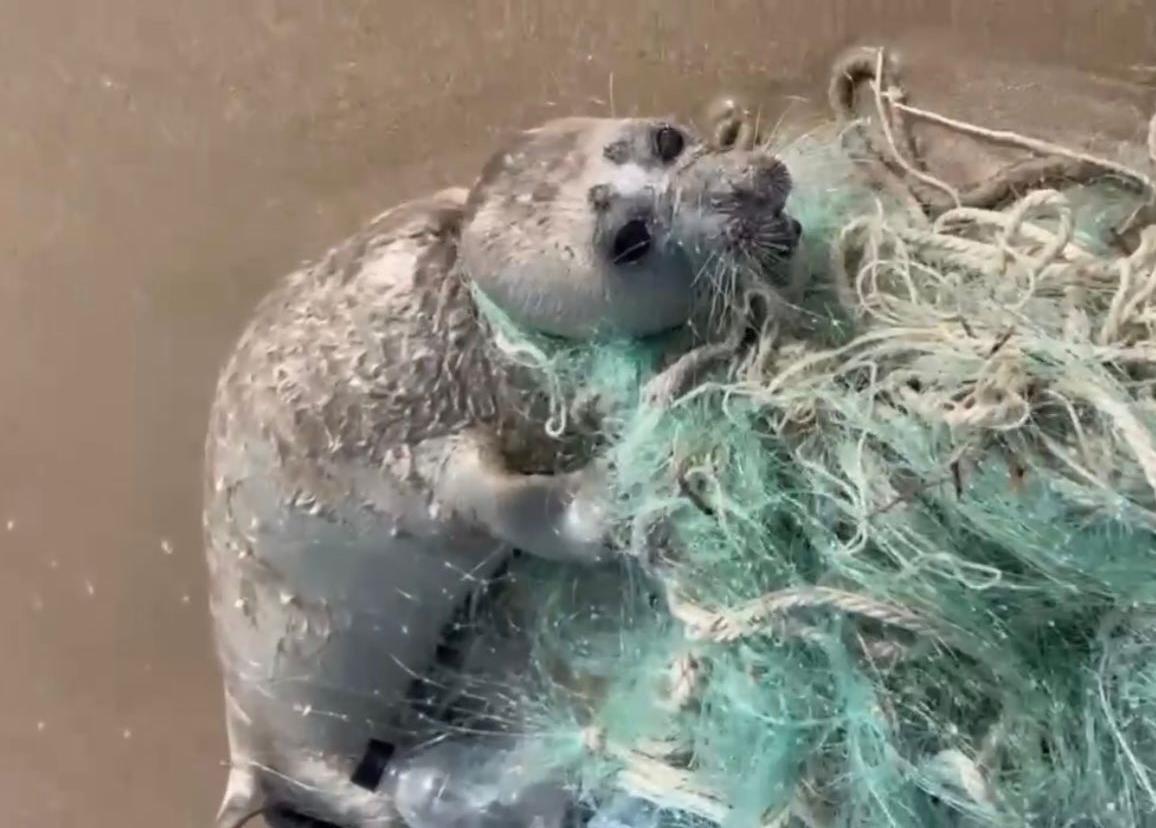 Сотрудник МЧС спас детеныша тюленя в Дагестане