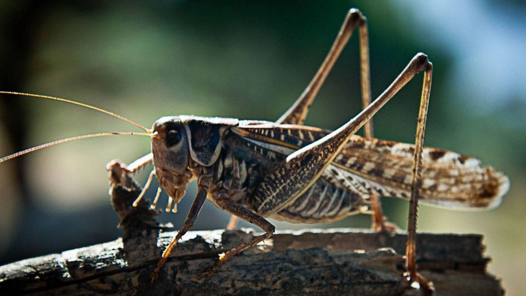 Более 16 тысяч га сельхозземель в Дагестане обработали против саранчи