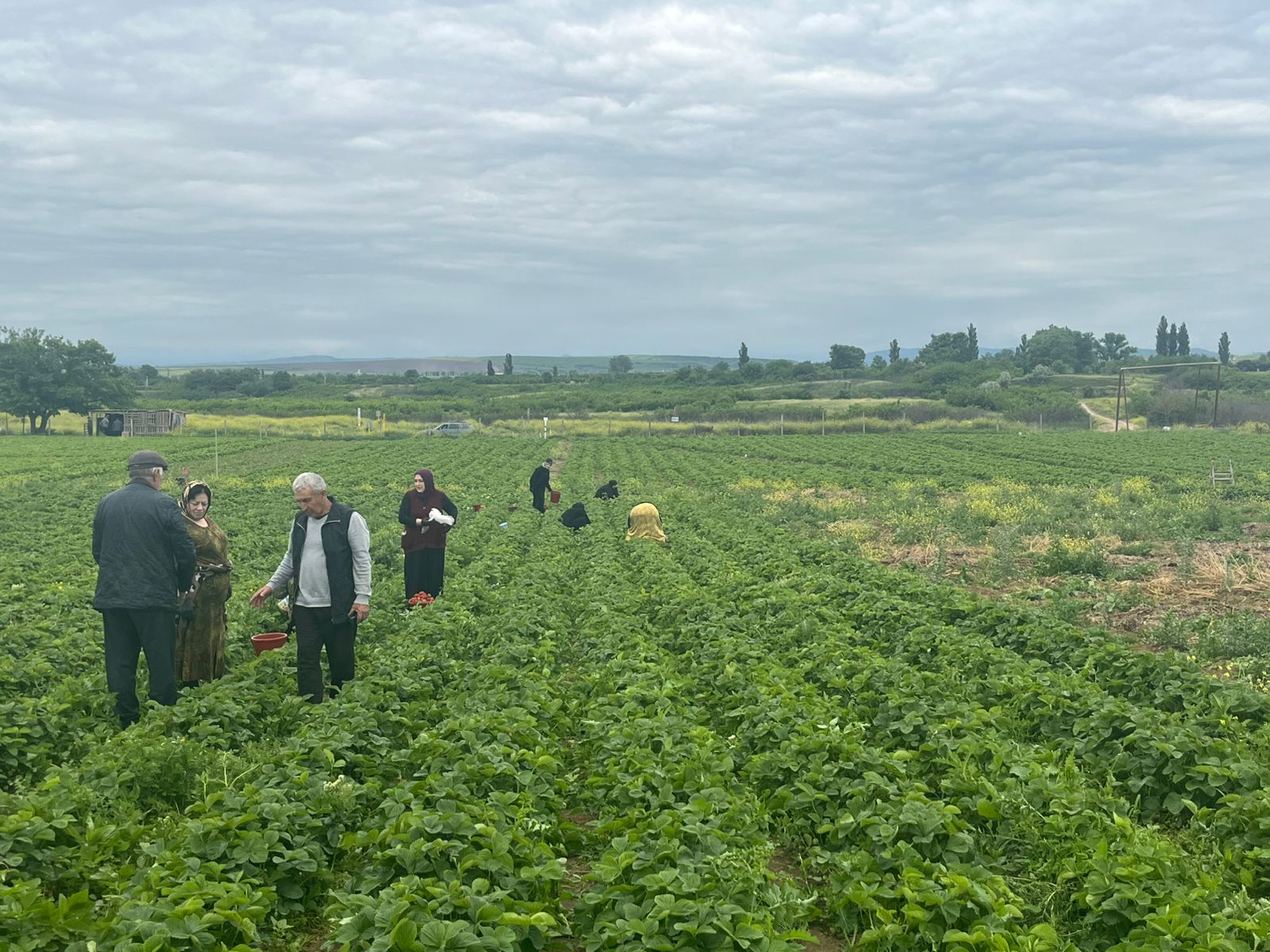 В Хасавюртовском районе увеличен объем выращивания клубники на открытом грунте