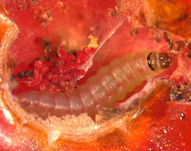 В Дагестане введен карантин по южноамериканской томатной моли