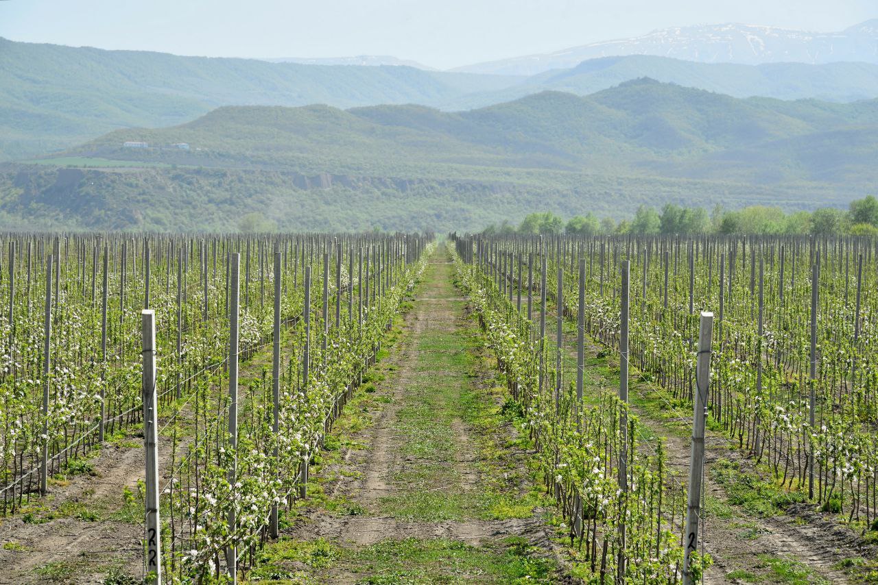 Аграрии Дагестана за весну перевыполнили годовой план по закладке садов