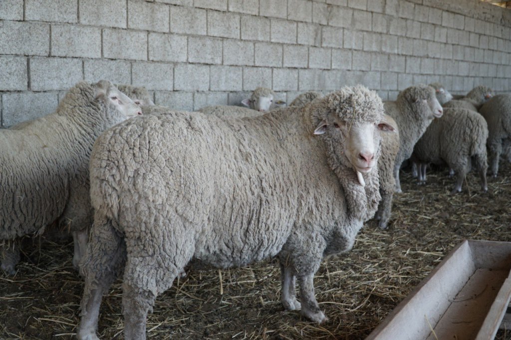 Дагестан в I квартале сохранил объемы сельхозпроизводства на уровне 2023 года