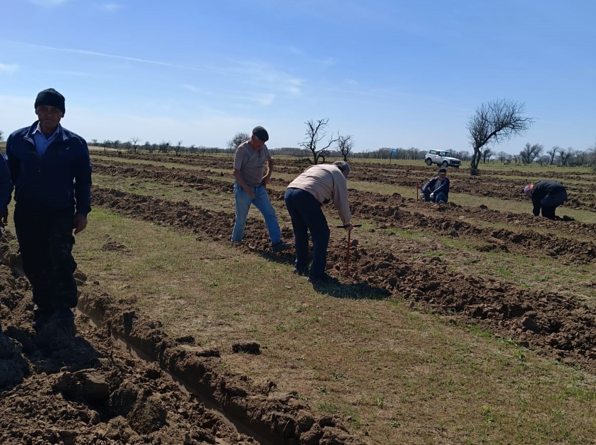 В Ногайском районе Дагестана на 103 гектарах высадили лес