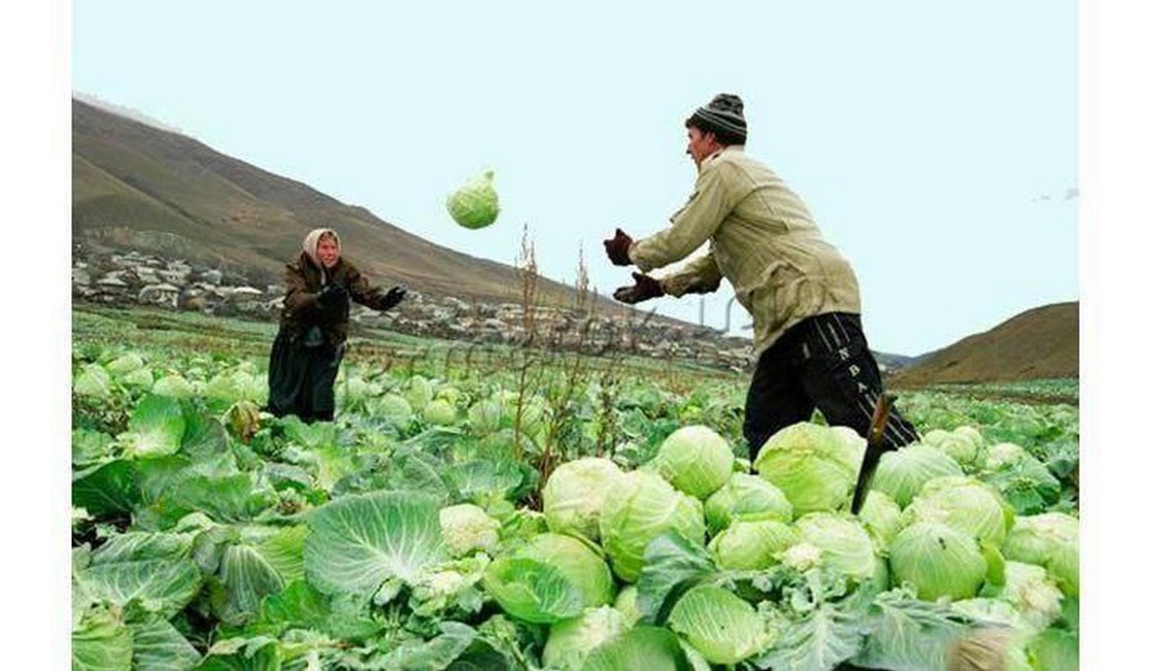 Дагестан занял первое место в России по производству капусты