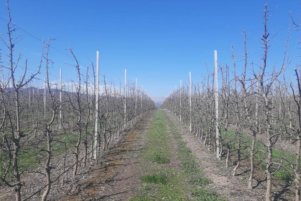 В Дагестане хозяйство планирует увеличить сбор фундука в 8 раз