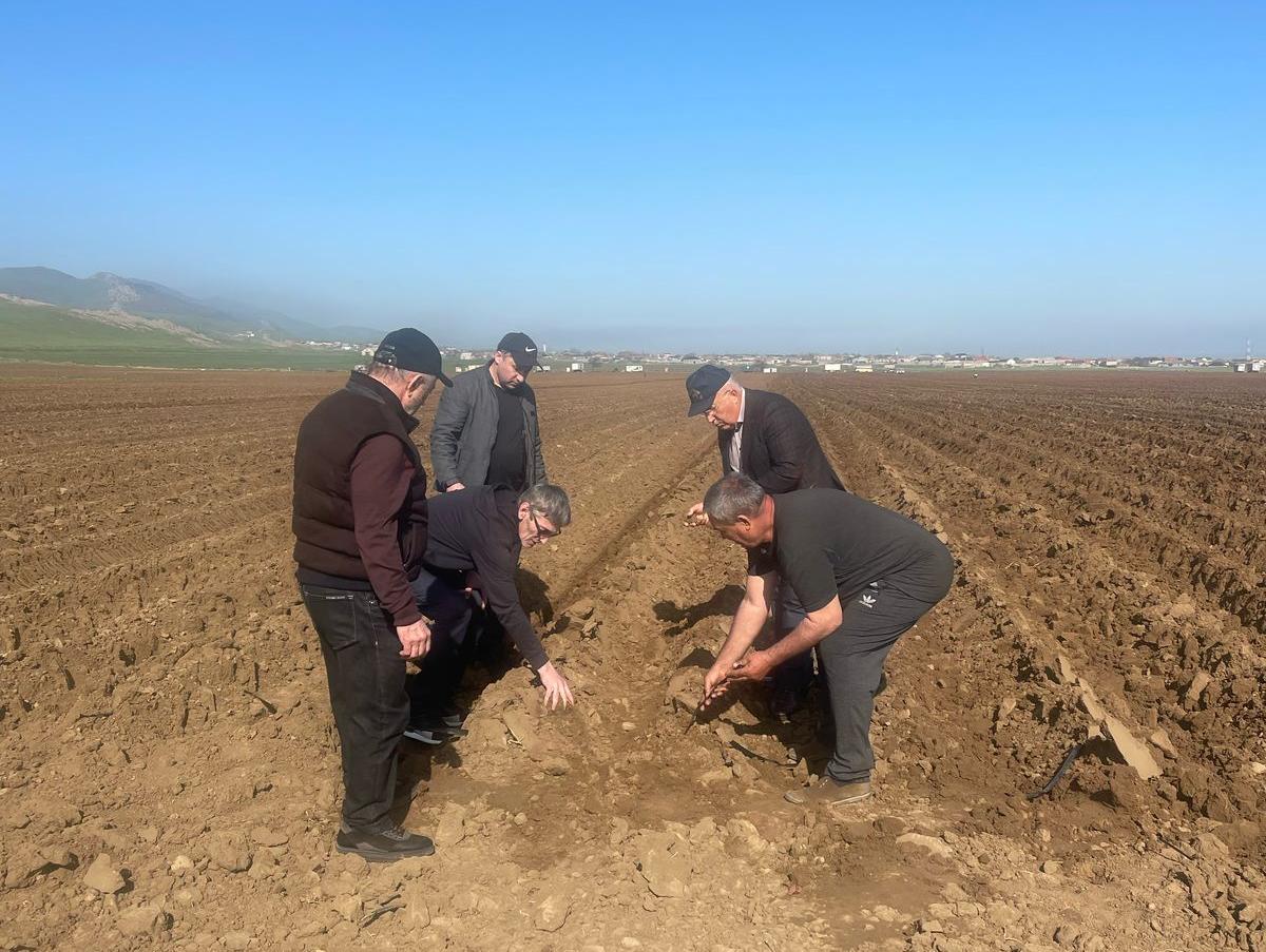 В Дагестане принимаются меры по наращиванию производства картофеля