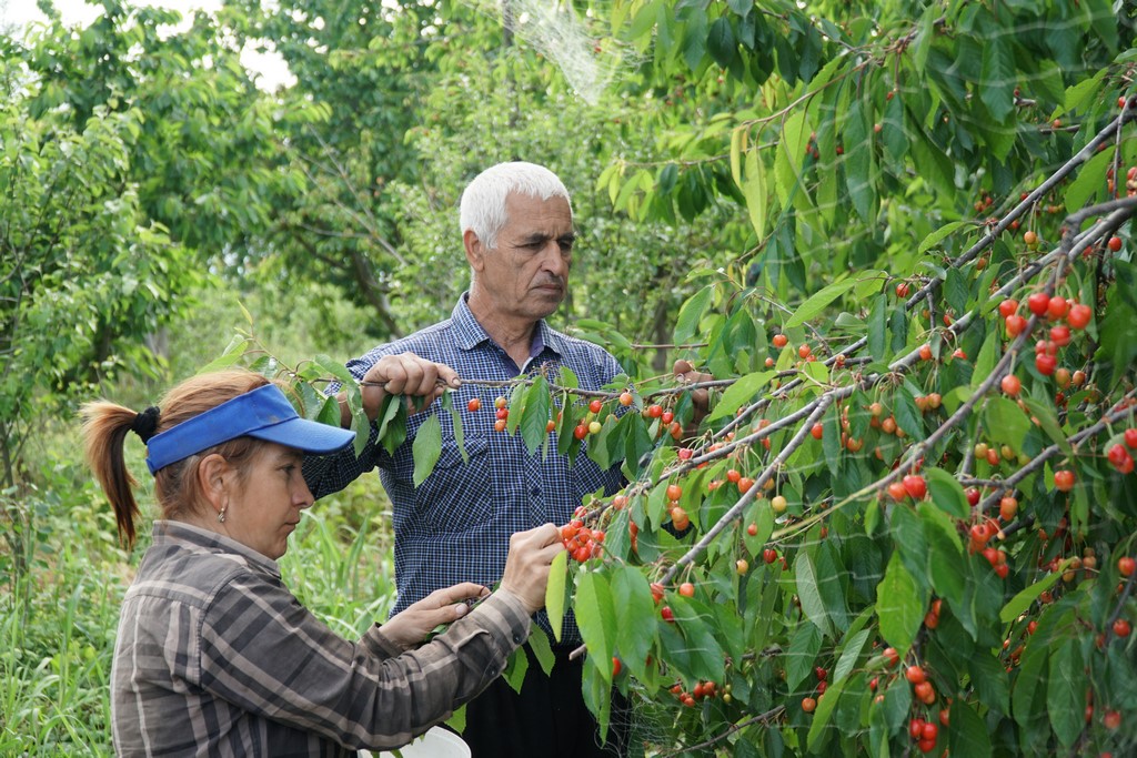 Сезон большого ягодного урожая наблюдается в Дербентском районе