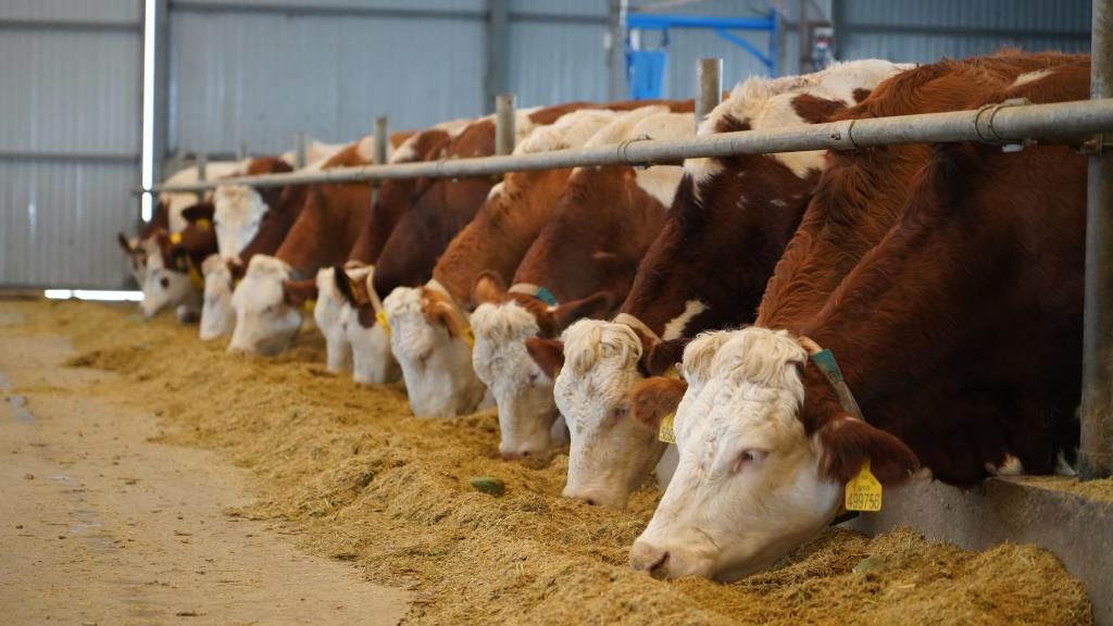 В Махачкале пройдет практический семинар, посвященный господдержке в животноводстве