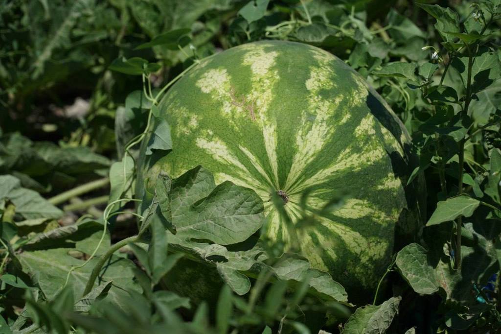 Дагестан увеличил площадь под бахчевыми культурами до 8 тысяч гектаров