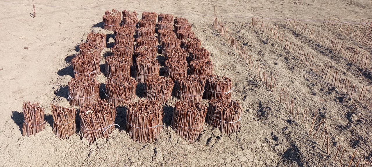 В Дагестане в активной фазе весенняя закладка садов