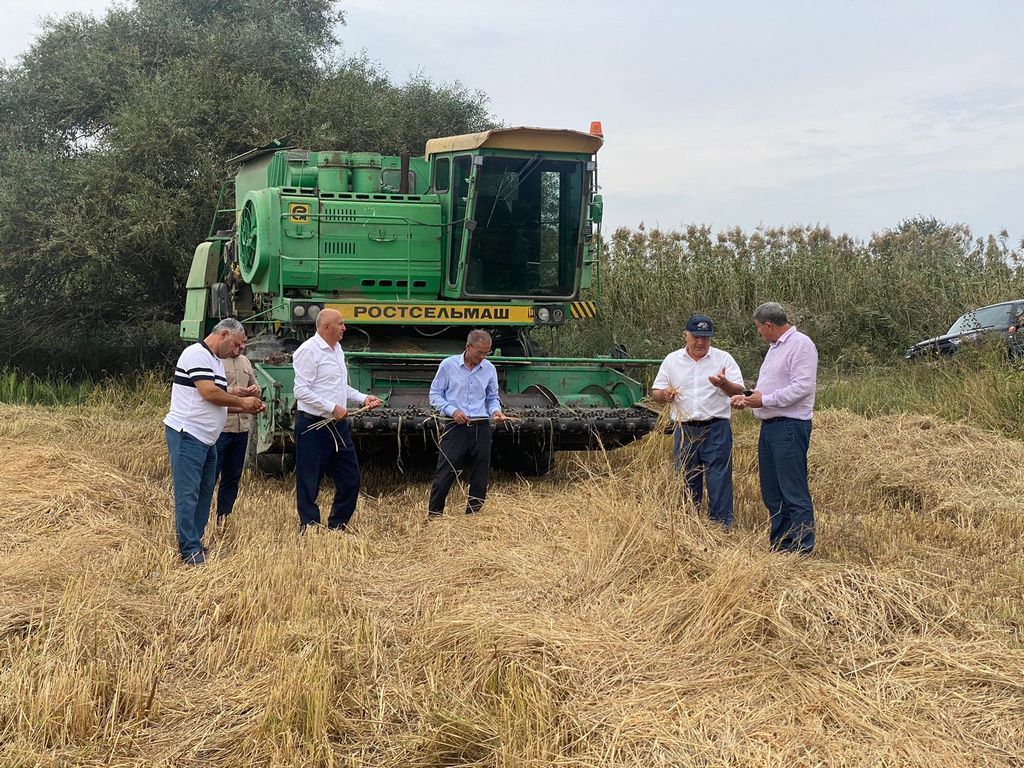 Дагестанские рисоводы приступают к массовой уборке риса