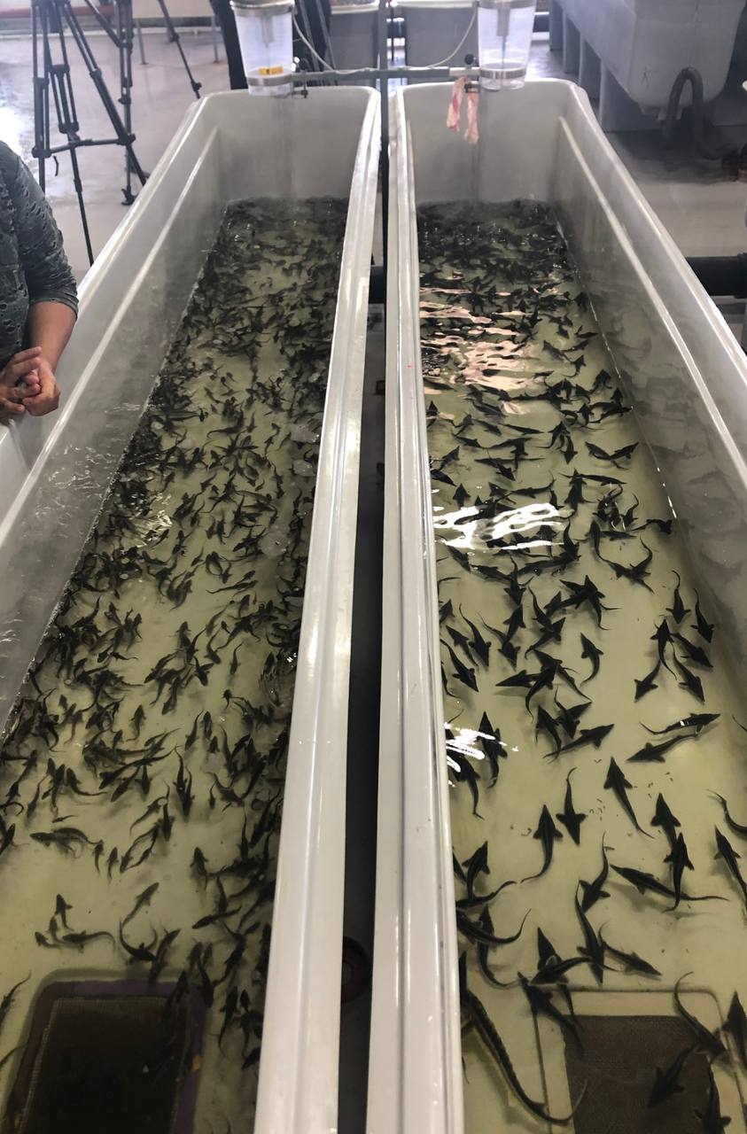 300 тысяч осетровых выпущено в Дагестане в 2024 году