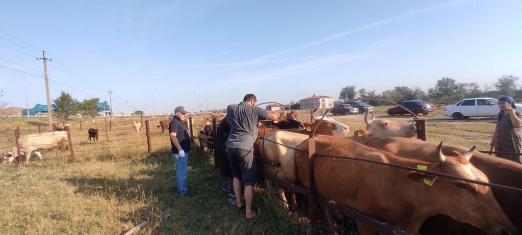 В Кизилюртовском районе начались работы по биркованию сельхозживотных