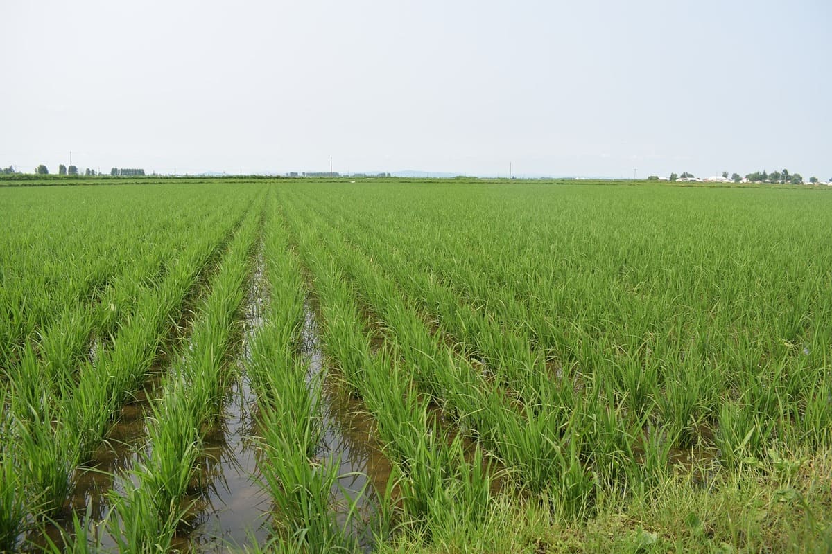 Минсельхоз России отметил вклад Дагестана в развитие рисоводства