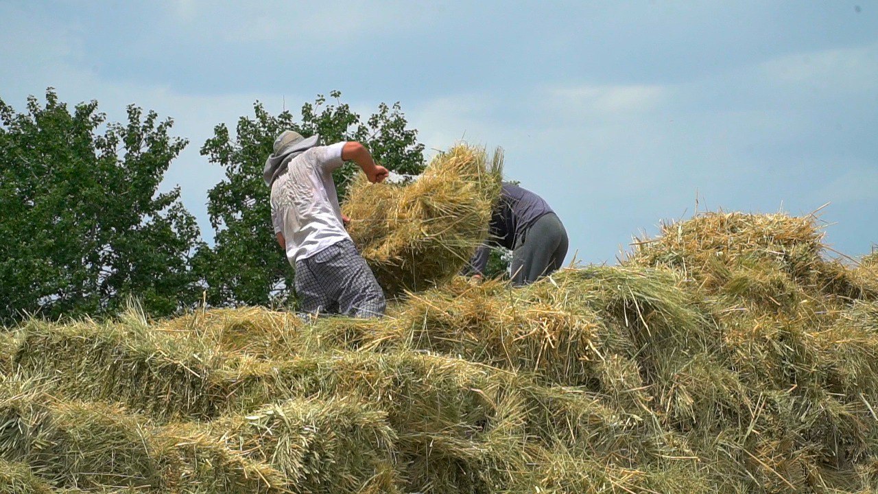 Аграрии Дагестана заготовили треть от планируемого объема кормов