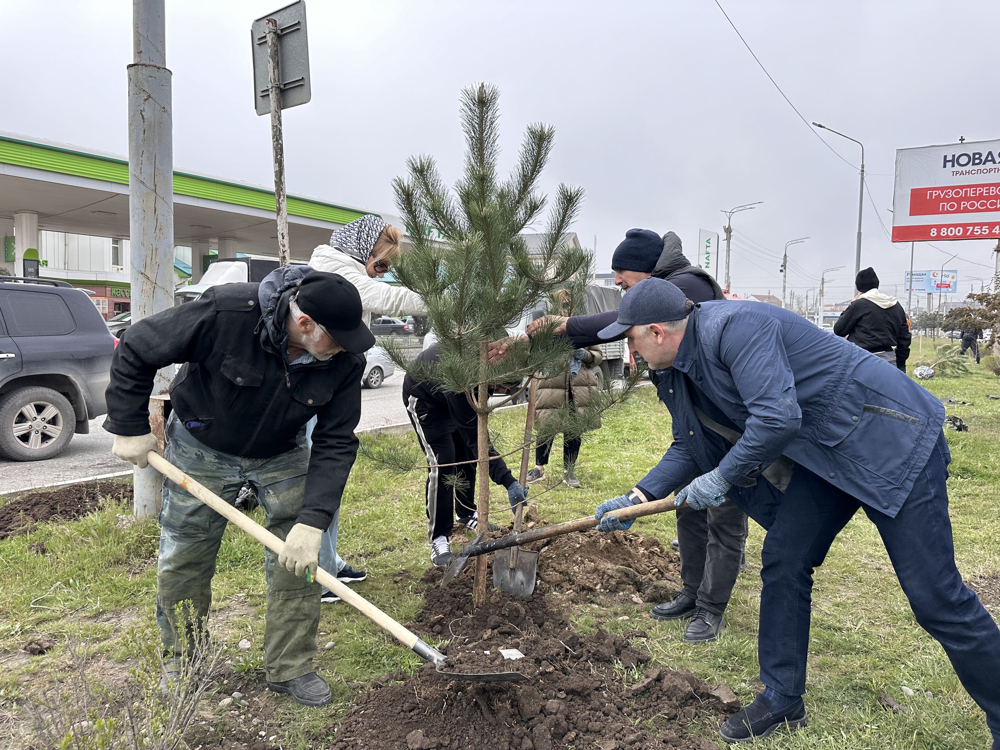 В рамках партийного проекта «Чистая страна» в Махачкале высадили 50 сосен