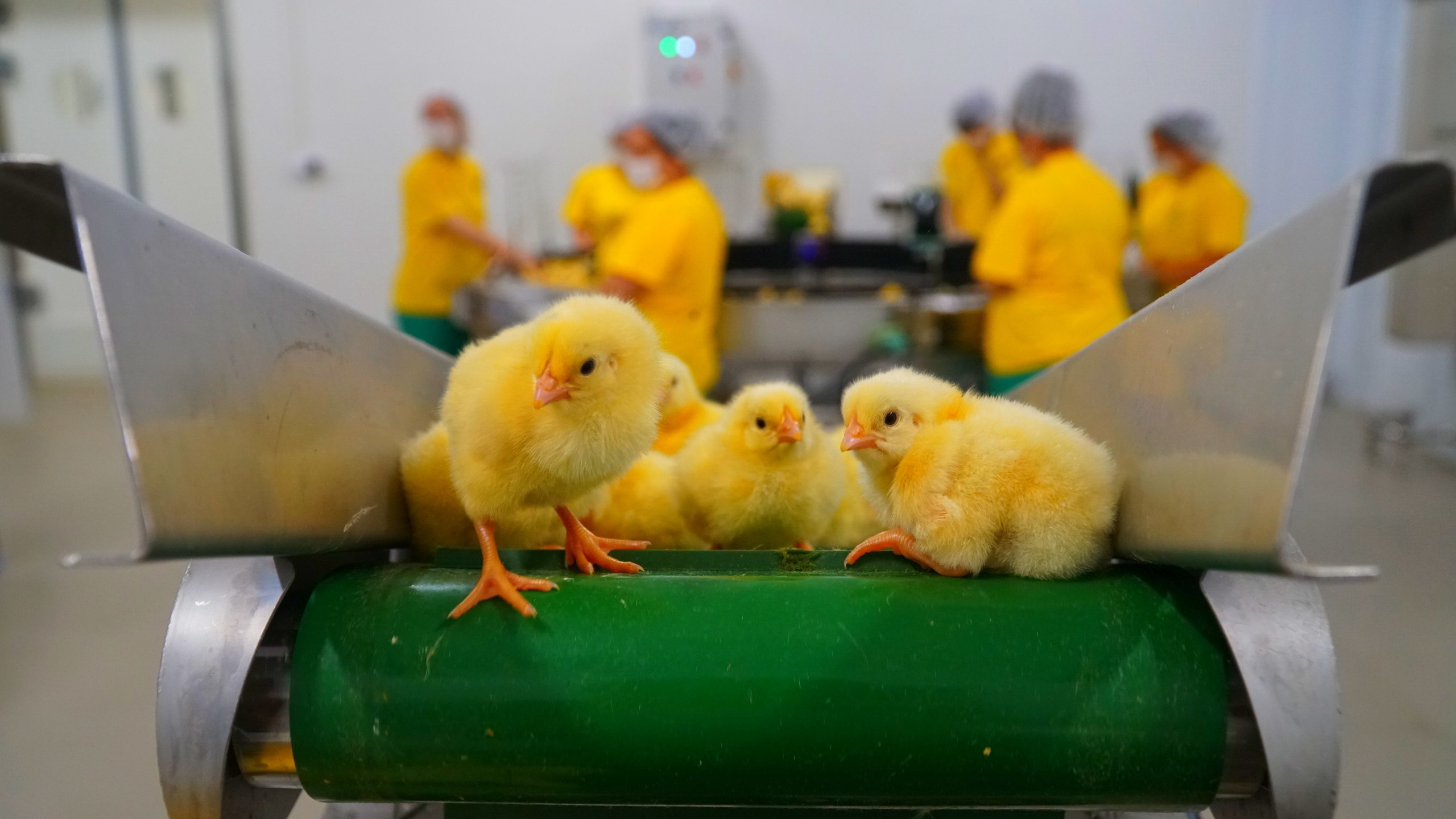 Дагестан в 2023 году возобновил работу четырех птицефабрик