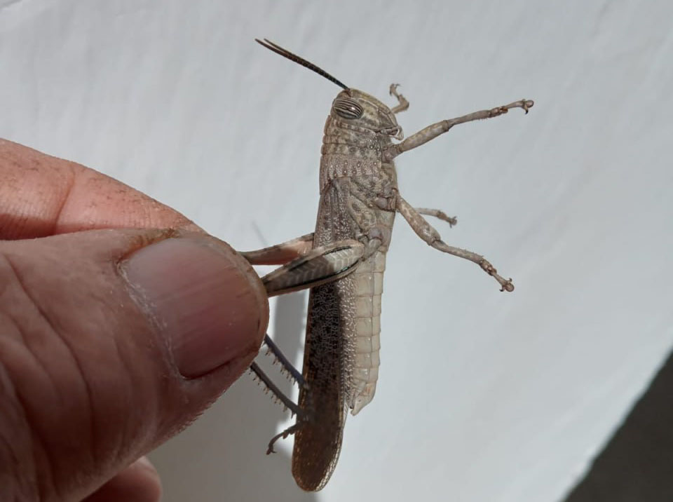 На севере Дагестана выявили первое появление личинок перелетной саранчи