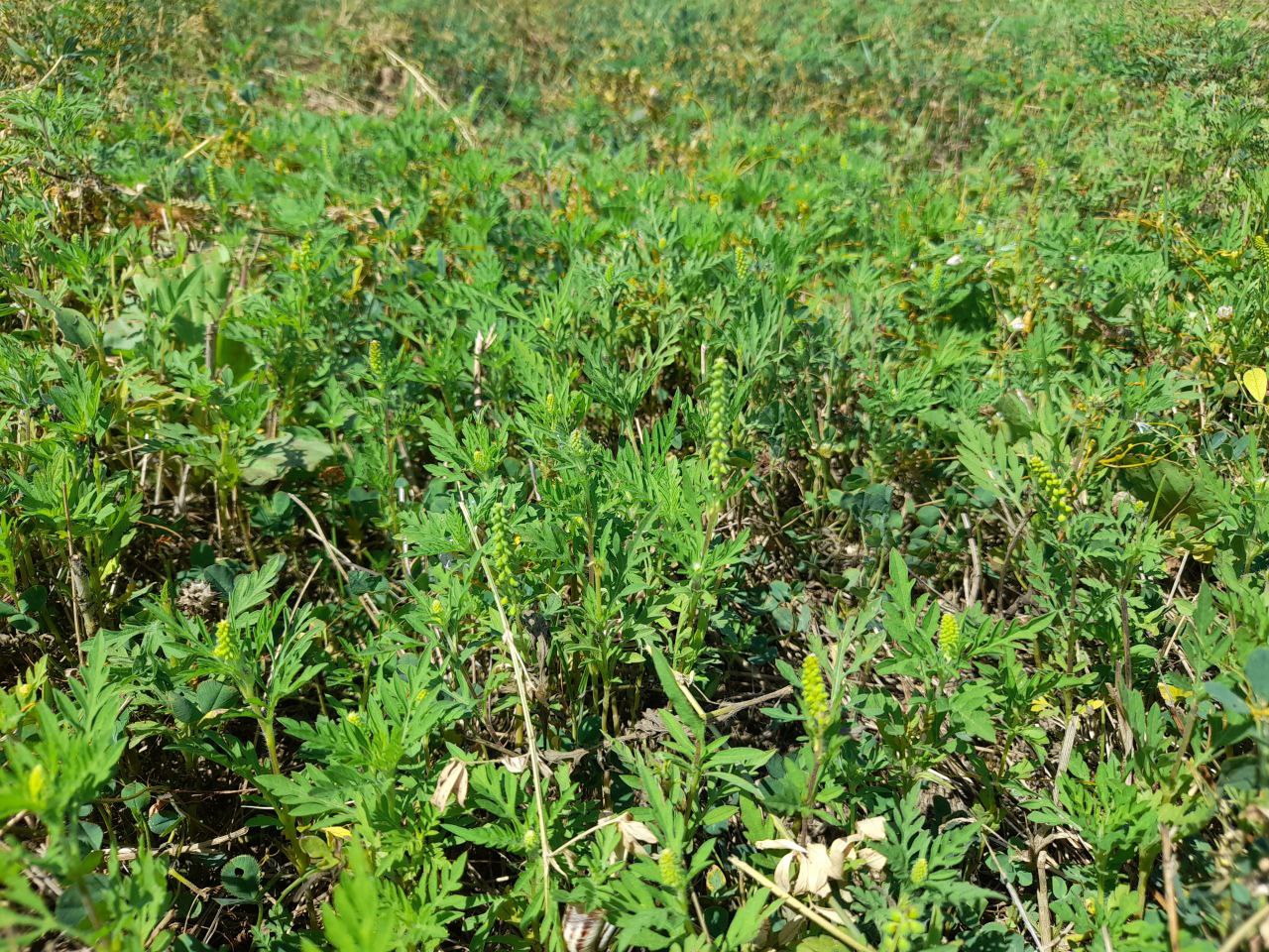 В Дагестане администрацию района обязали очистить земли от опасного сорняка