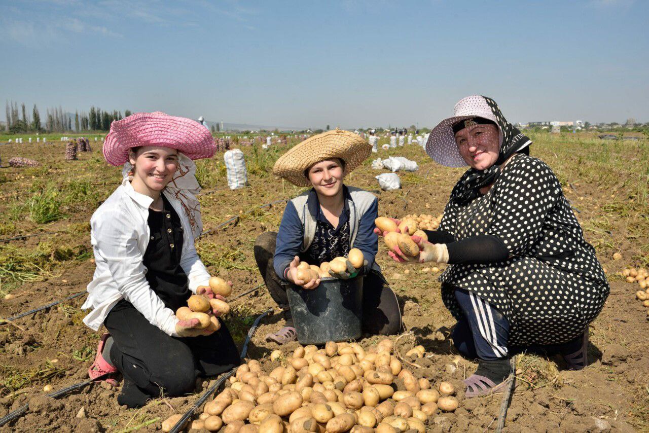 Дагестанские аграрии собрали более 140 тысяч тонн картофеля