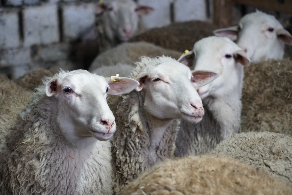 Дагестанская ферма наладила производство уникального овечьего сыра