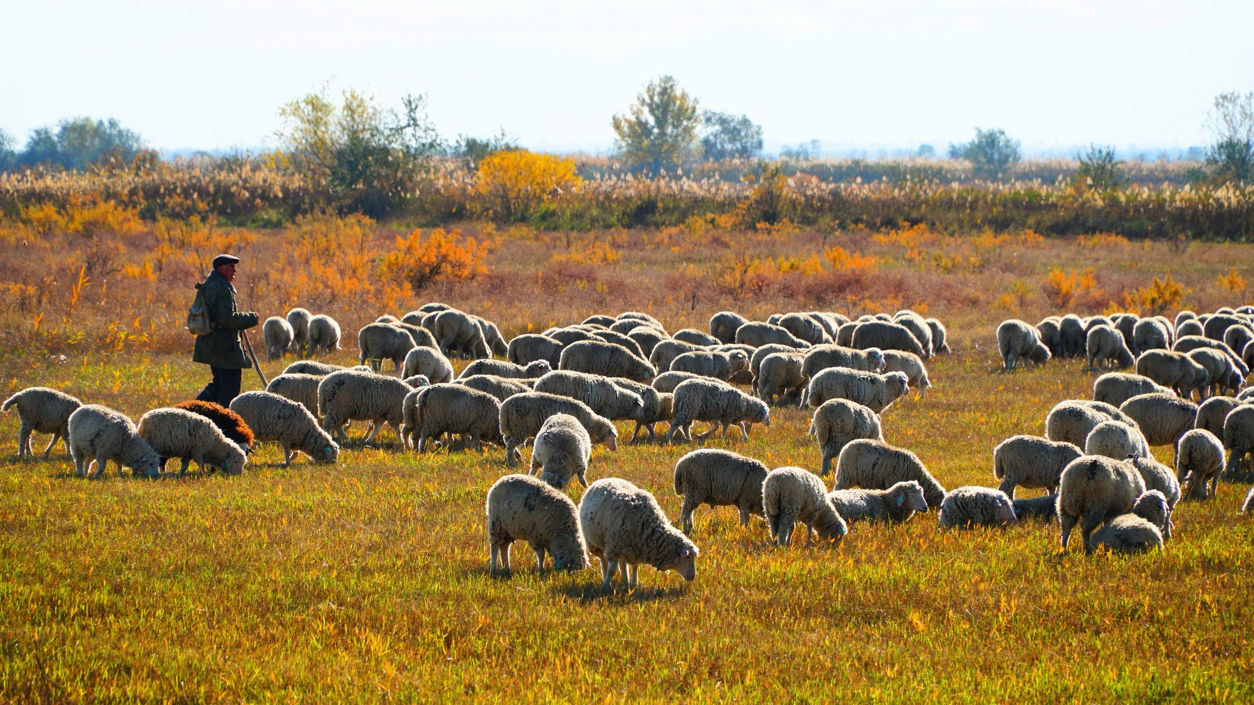 В Гумбетовском районе Дагестана планируют выводить специализированную мясную породу овец