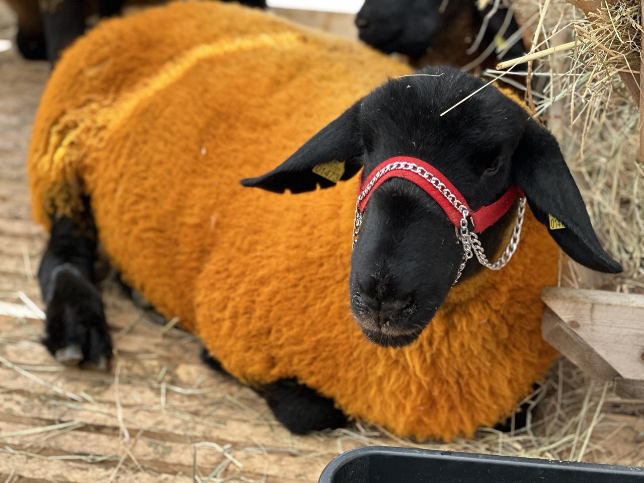 Изображение 1