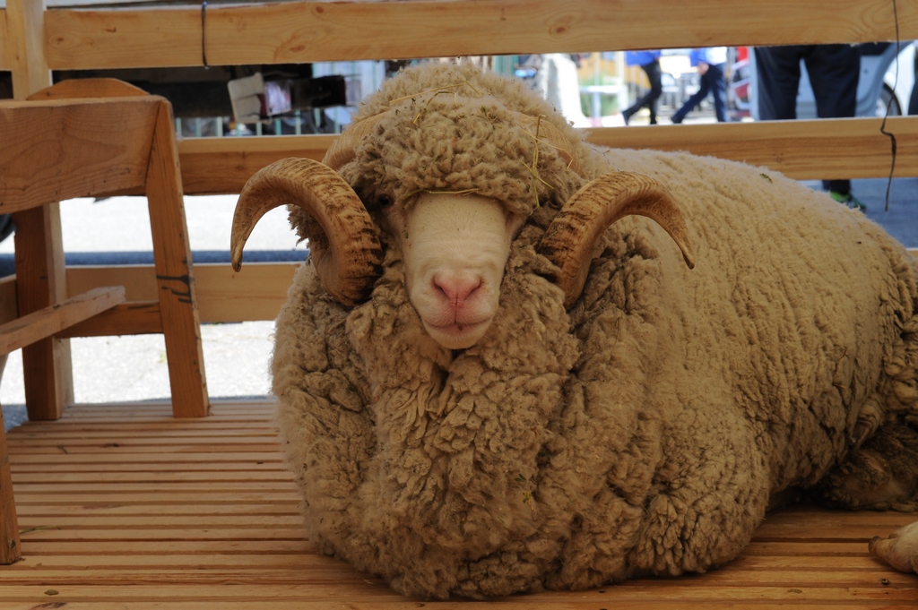 Объем сельхозпроизводства в Дагестане за 10 месяцев вырос на 4%