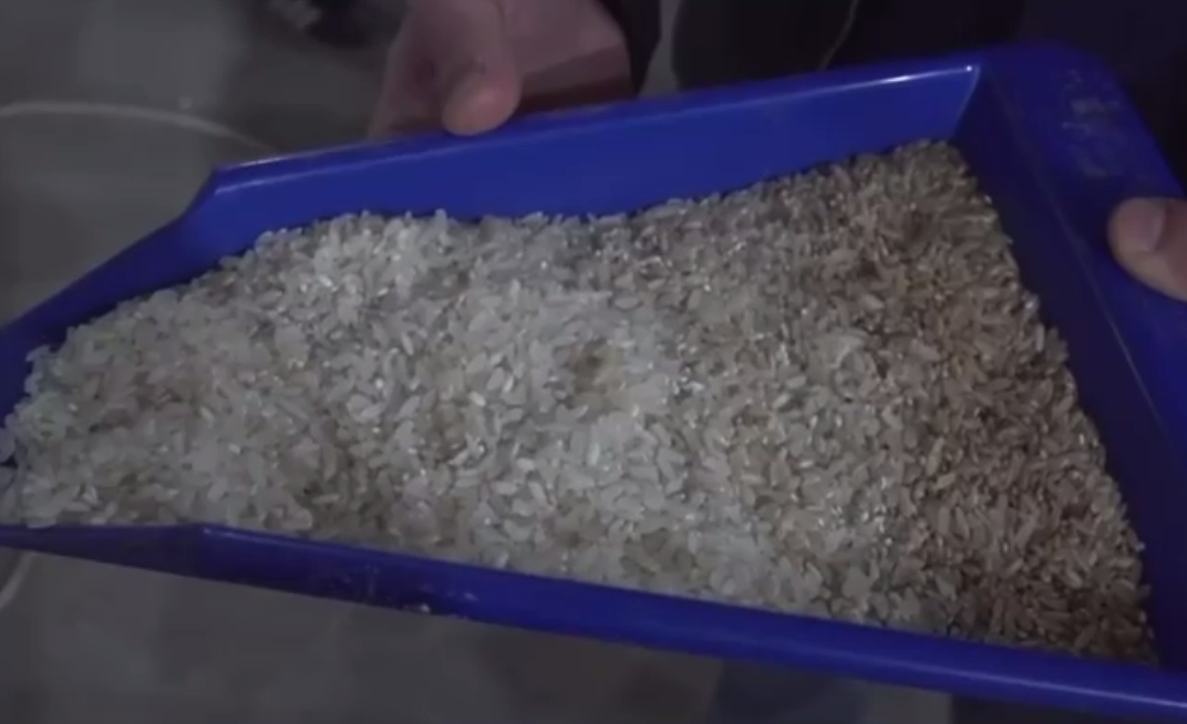 Минсельхоз РФ: «В Дагестане можно восстановить заброшенные рисовые поля»