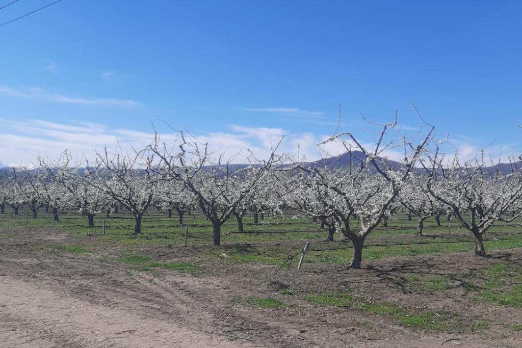Специалисты Россельхозцентра обследовали состояние плодовых культур на юге Дагестана